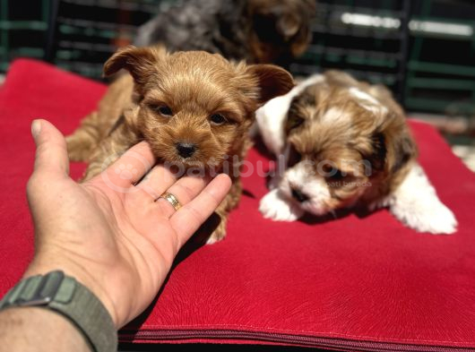 Petmode Köpek Çiftliğinden Tea Cup Morkie Yavrularımız görsel