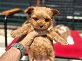 Petmode Köpek Çiftliğinden Tea Cup Morkie Yavrularımız