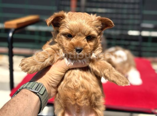 Petmode Köpek Çiftliğinden Tea Cup Morkie Yavrularımız görsel