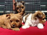 Petmode Köpek Çiftliğinden Tea Cup Morkie Yavrularımız