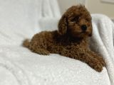 Toy Poodle Bebekler Gelin Görün Öyle Alın Istanbul