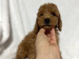 Toy Poodle Bebekler Gelin Görün Öyle Alın Istanbul