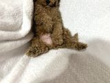 Toy Poodle Bebekler Gelin Görün Öyle Alın Istanbul
