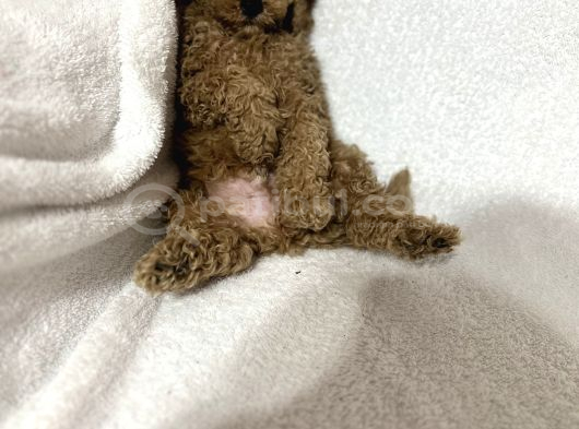 Toy Poodle Bebekler Gelin Görün Öyle Alın Istanbul görsel