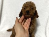 Toy Poodle Bebekler Gelin Görün Öyle Alın Istanbul