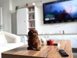 Çikolata Renk Teacup Korea Maltipoo