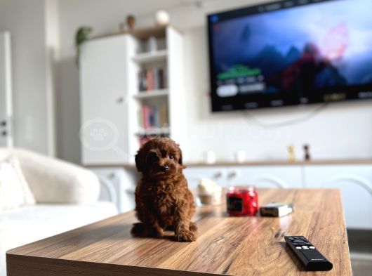Çikolata Renk Teacup Korea Maltipoo görsel