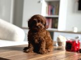 Çikolata renk teacup korea maltipoo