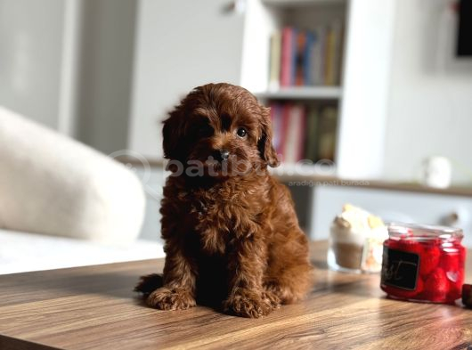 Çikolata renk teacup korea maltipoo
