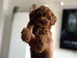 Çikolata Renk Teacup Korea Maltipoo