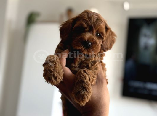 Çikolata Renk Teacup Korea Maltipoo görsel
