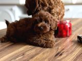 Çikolata Renk Teacup Korea Maltipoo
