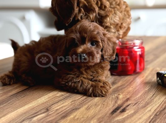 Çikolata Renk Teacup Korea Maltipoo görsel