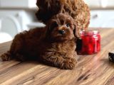 Darkbrovn teacup korea maltipoo