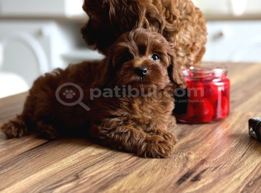 Darkbrovn Teacup Korea Maltipoo