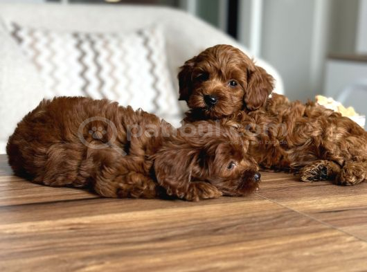 Çikolata Renk Teacup Korea Maltipoo görsel
