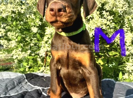 Kızıl Asil Kan Europan Yavrular görsel
