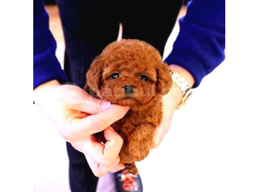 En minnoş poodle yavruları teslime hazır