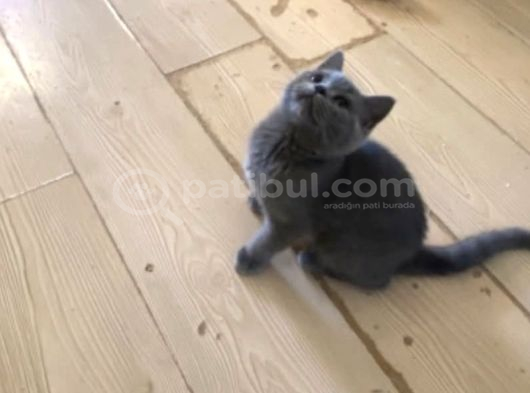 Küçük Kizimiza Çok Aci̇l Yuva