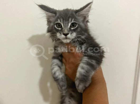 Safkan Main Coon Yavruları  Anne Ve Baba Scr Kayıtlı