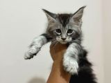 Safkan Main Coon Yavruları  Anne Ve Baba Scr Kayıtlı