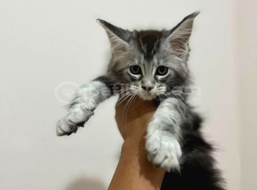 Safkan Main Coon Yavruları  Anne Ve Baba Scr Kayıtlı görsel