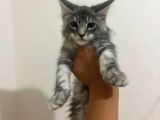 Safkan Main Coon Yavruları  Anne Ve Baba Scr Kayıtlı