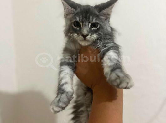 Safkan Main Coon Yavruları  Anne Ve Baba Scr Kayıtlı görsel