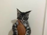 Safkan Main Coon Yavruları  Anne Ve Baba Scr Kayıtlı