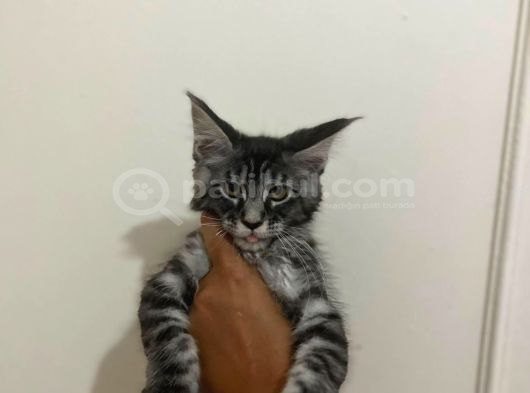 Safkan Main Coon Yavruları  Anne Ve Baba Scr Kayıtlı görsel
