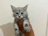 Safkan Main Coon Yavruları  Anne Ve Baba Scr Kayıtlı