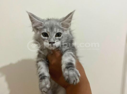 Safkan Main Coon Yavruları  Anne Ve Baba Scr Kayıtlı görsel