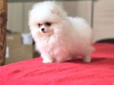 Show Kalite Teddy Face Pomeranian Yavrularımız
