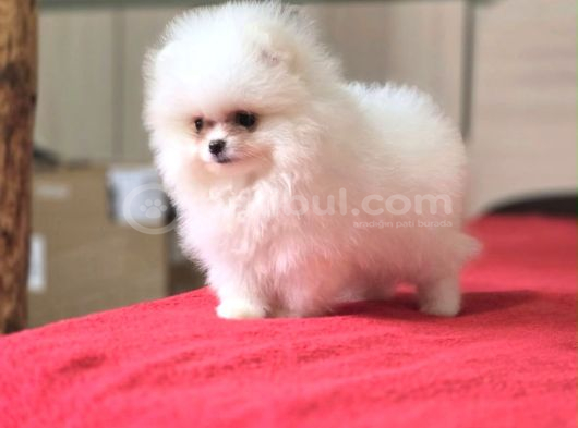 Show Kalite Teddy Face Pomeranian Yavrularımız görsel