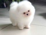 Show Kalite Teddy Face Pomeranian Yavrularımız