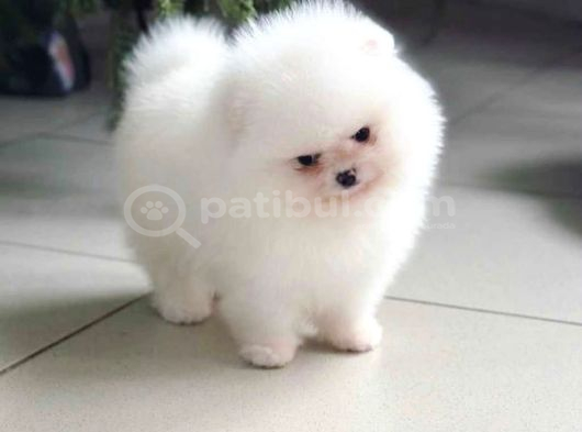 Show Kalite Teddy Face Pomeranian Yavrularımız görsel