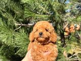Toy Poodle Bebekler Gelin Görün Öyle Alın Istanbul