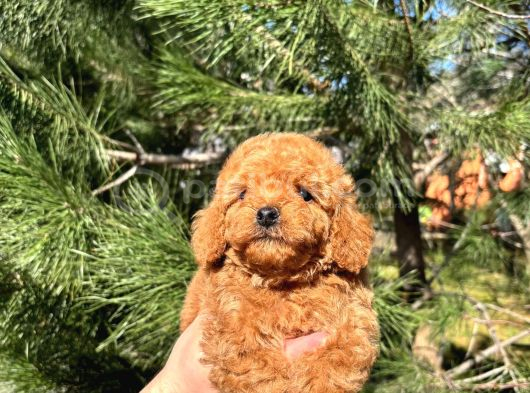 Toy poodle bebekler Gelin görün öyle alın istanbul