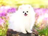 Show Kalite Teddy Face Pomeranian Yavrularımız
