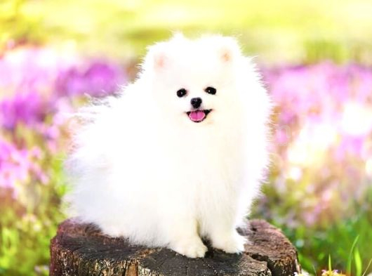 Show Kalite Teddy Face Pomeranian Yavrularımız görsel