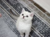 British Shorthair Ve British Longhair