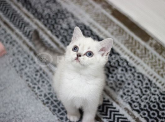 British Shorthair Ve British Longhair görsel