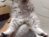 British Shorthair Ve British Longhair