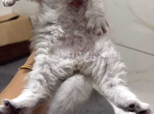 British Shorthair Ve British Longhair görsel