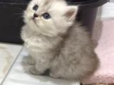 British Shorthair Ve British Longhair
