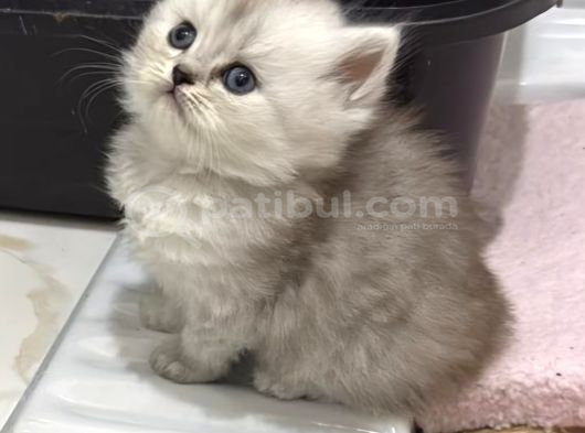 British Shorthair Ve British Longhair görsel