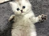 British Shorthair Ve British Longhair