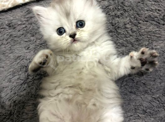 British Shorthair Ve British Longhair görsel