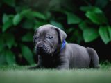 Cane Corso En Kalitelisi Bizde Var