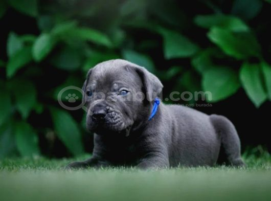 Cane Corso En Kalitelisi Bizde Var görsel